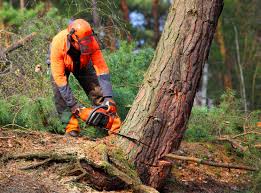 Best Tree Removal  in Veedersburg, IN