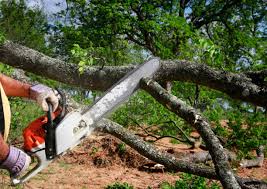 Tree and Shrub Care in Veedersburg, IN