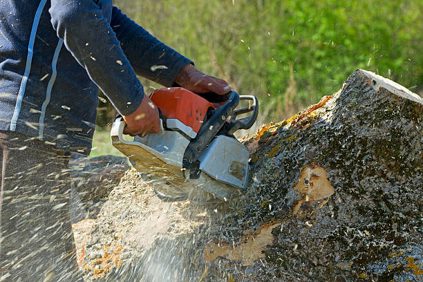 Best Stump Grinding and Removal  in Veedersburg, IN