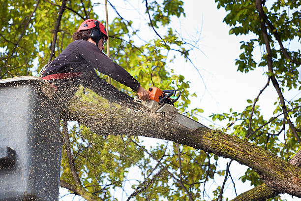 Veedersburg, IN Tree Removal Company