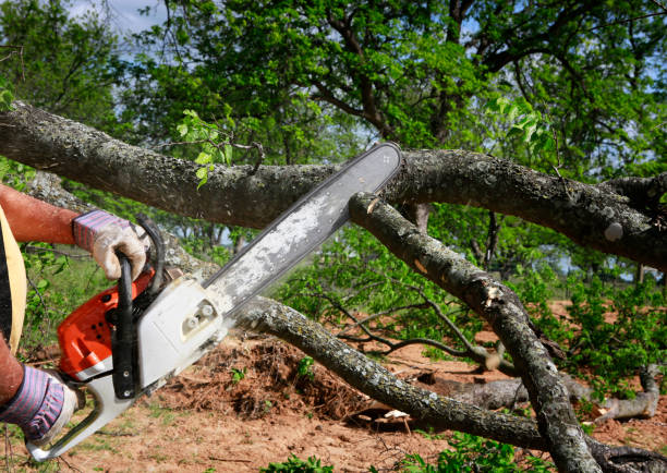 Best Tree and Shrub Care  in Veedersburg, IN